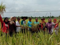 Berkat Program Serasi, Hasil Tani di Muba Meningkat