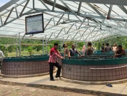 Inovasi Ikan Lele Tingkatkan Penghasilan dan Keterampilan Dunia Usaha