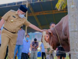 Bupati Dodi Reza Sebar Puluhan Hewan Kurban untuk Warga Muba