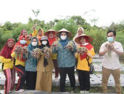 Ketua TP-PKK Panen Bawang Dan singkong bersama KWT